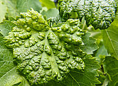 Erinosis or blister on vine leaves, a benign disorder caused by a mite...here in the Coteaux du Loir vineyard, France