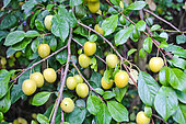 Mirabelles on the tree, Sarthe, France
