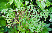 Leaf shredded by an insect, Sarthe, France