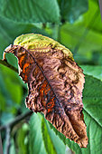 Diseased leaf of a 'Burlat' cherry tree, Sarthe, France