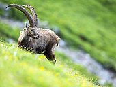 Alpine Ibex (Capra ibex) standing in the grass on the mountain. Alps, Austria.