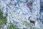 Alpine Ibex (Capra ibex) walking on rocks high up in the mountains. Alps, Austria.