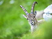 Alpine Ibex (Capra ibex) standing in the grass on the mountain. Alps, Austria.