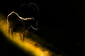 Alpine ibex (Capra ibex) standing in the grass in the mountains at dawn. Alps, Austria.