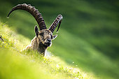 Alpine Ibex (Capra ibex) standing in the grass on the mountain. Alps, Austria.