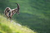 Alpine Ibex (Capra ibex) standing in the grass on the mountain. Alps, Austria.