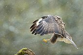 Buzzard (Buteo buteo) landing under the snow - Lorraine, France