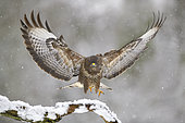 Buzzard (Buteo buteo) landing on snowy branch in winter - Lorraine, France