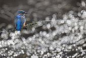 Male kingfisher (Alcedo atthis) perched on a branch with river flare (bokeh) effect in the background, superimposed - Lorraine, France