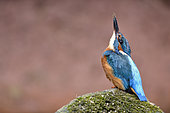 Kingfisher (Alcedo atthis) Male with mud on beak, building nest in bank, Lorraine, France