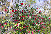 Camellia japonica 'Fire Falls', USA 1953, in bloom