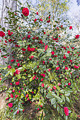 Camellia japonica 'Fire Falls', USA 1953, in bloom