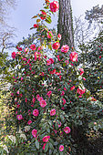 Camellia japonica 'Guichard Soeurs' 1988, in bloom