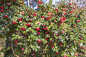 Camellia japonica 'Sylvia', Italy 1841, in bloom