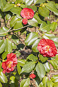 Camellia japonica 'Georges Durivault', Breeder : Pépinières Thoby (FRA) 1993, flowers