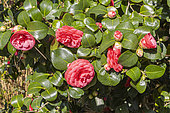 Camellia japonica 'Bella Lambertii', Italy 1851, flowers