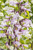 Penstemon digitalis 'Husker's Red', fleurs