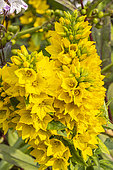 Lysimachia punctata 'Alexander', flowers