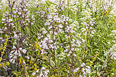 Penstemon digitalis 'Husker's Red', in bloom with Valeriana officinalis