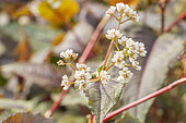 Polygonum microcephala 'Red Dragon', flowers