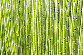 Rough Horsetail, Equisetum hyemale, stems