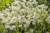 Ground Virginsbower, Clematis recta, in bloom
