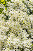 Ground Virginsbower, Clematis recta, in bloom