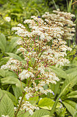Fingerleaf Rodgersia, Rodgersia aesculifolia, flowers