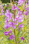 Fireweed, Epilobium augustifolium, flowers