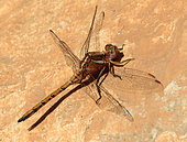 Epaulet skimmer (Orthetrum chrysostigma), Morocco