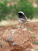 Red-rumped Wheatear (Oenanthe moesta) on rock, Morocco