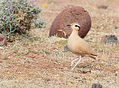 Cream-colored Courser (Cursorius cursor) on ground, Morocco