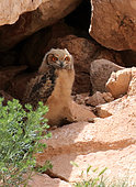 Pharaoh Eagle-owl (Bubo ascalaphus) chick, Morocco