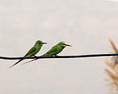 Blue-cheeked bee-eaters (Merops persicus) on a wire, Morocco