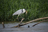Cocoi Heron (Ardea cocoi) with a fish in its beak in the Pantanal, Brazil