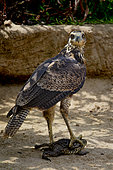 Savanna Hawk (Buteogallus meridionalis) who caught a toad in Pantanal, Brazil