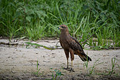 Savanna Hawk (Buteogallus meridionalis) standing at the water's edge in the Pantanal, Brazil