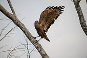 Savanna Hawk (Buteogallus meridionalis) with wings open on a tree in the Pantanal, Brazil