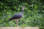 Southern Screamer (Chauna torquata) standing on sand in the Pantanal, Brazil