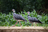 Two Southern Screamers (Chauna torquata) walking on the sand in the Pantanal, Brazil