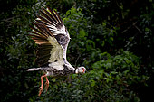 Southern Screamer (Chauna torquata) flying in the Pantanal, Brazil