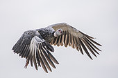 Southern Screamer (Chauna torquata) flying in the Pantanal, Brazil