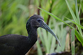 Green ibis (Mesembrinibis cayennensis) in profile in the Pantanal, Brazil