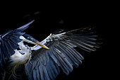 Cocoi Heron (Ardea cocoi) with open wings in the Pantanal, Brazil