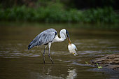 Cocoi Heron (Ardea cocoi) with a fish in its beak in the Pantanal, Brazil