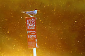 Little Tern (Sternula albifrons) on a no-entry sign at a nesting site on the banks of the Loire, France