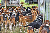 Hunting dogs in a kennel, Sarthe, France