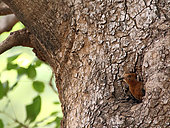 Hoopoe (Upupa epops africana) ready to leave her nest in a cavity of a tree. Kruger NP. South africa
