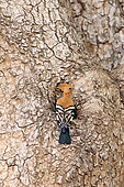 Hoopoe (Upupa epops africana) perched at the entrance of her nest in a cavity of a tree. Kruger NP. South africa