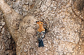 Hoopoe (Upupa epops africana) coming to her nest in a cavity of a tree to feed the chicks with a caterpilar in her beak. Kruger NP. South africa